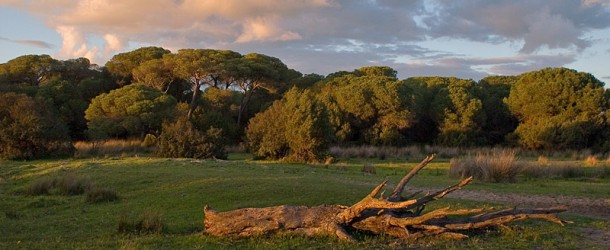 Luz verde para el Gasoducto de Doñana