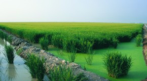 Ebro Foods: líder mundial del imperio arrocero