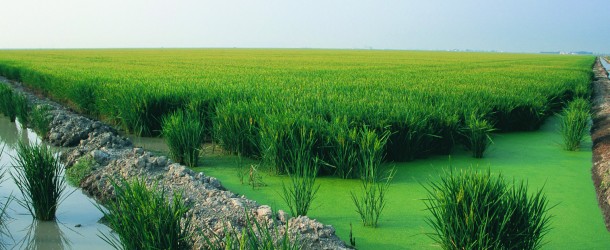 Ebro Foods: líder mundial del imperio arrocero