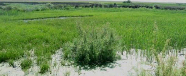 La Junta garantiza que su decisión sobre gasoducto de Doñana cumplirá la ley